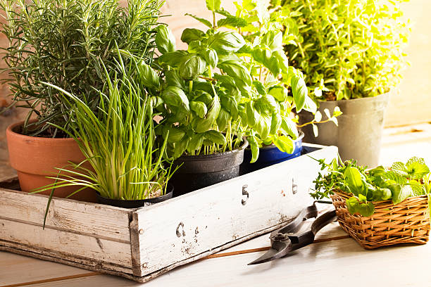 istockphoto-155375407-612x612